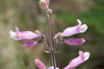 Eustis Lake beardtongue